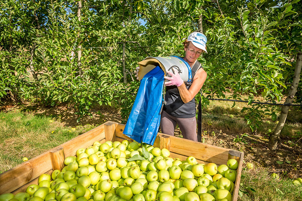 Cueillette des pommes et poires