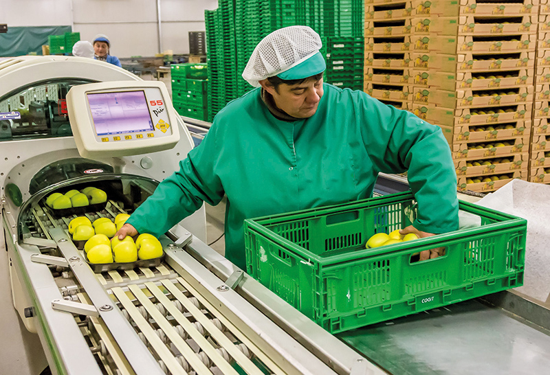 Conditionnement des pommes