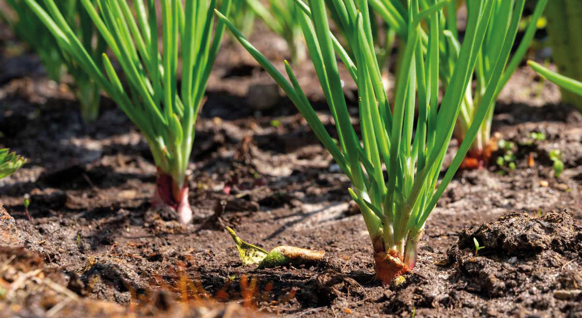 Plantation des bulbes d'échalotes
