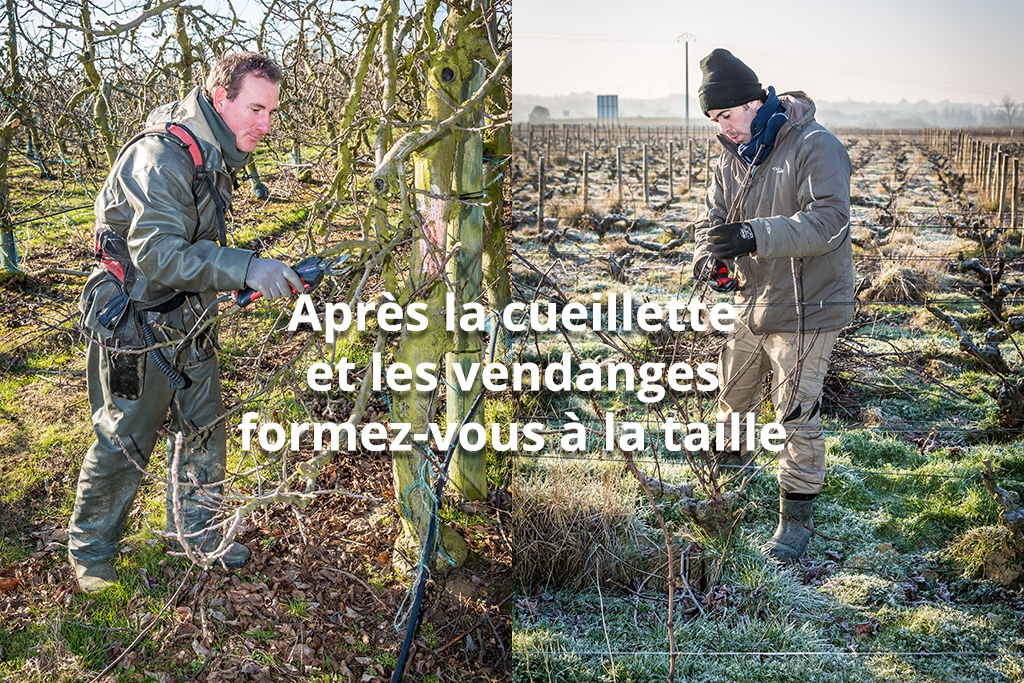 Se former après la cueillette et les vendanges
