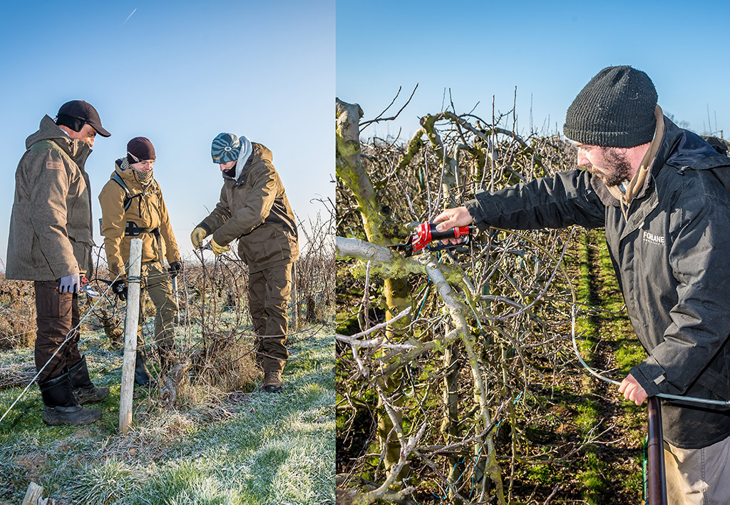 Arboriculture et viticulture : former ses salariés à la taille